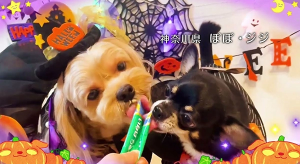 Wanちゅ～る 2025年 ハロウィン篇 Part2