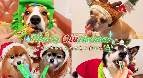 Wanちゅ～る 2025年 クリスマス篇 Part1